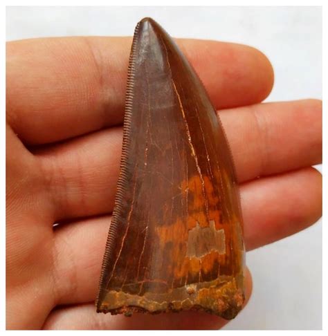 Gem Grade Red Serrated Carcharodontosaurus Saharicus Catawiki