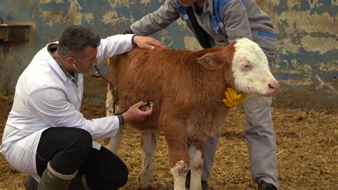Veterinary PCD Company In Uttar Pradesh | Veterinary Companies