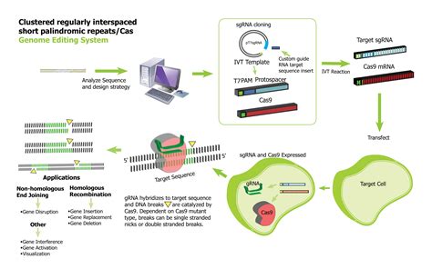 Crispr Cas9 Genome Editing