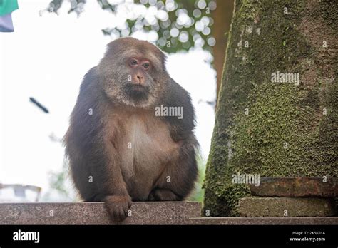 NINGBO, CHINA - OCTOBER 9, 2022 - Xing Xing, a one-armed monkey, is ... 