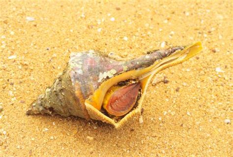 Giant Whelk Pictures Getty Images