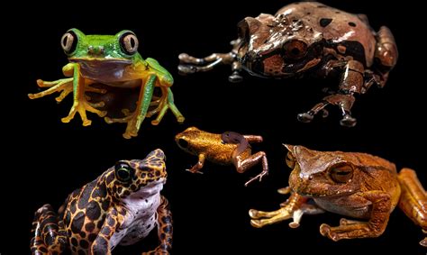 Critical conservation sites | Smithsonian Tropical Research Institute