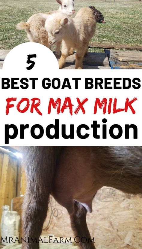 Dairy Goat Breeds Best Goat Breeds For Milk Production Goats