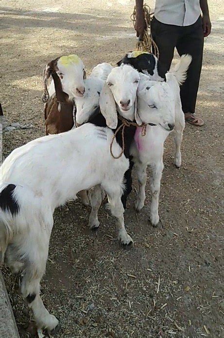 4manth White Sojat Goat At Rs 450 Kilogram In Gulbarga ID 20723239973