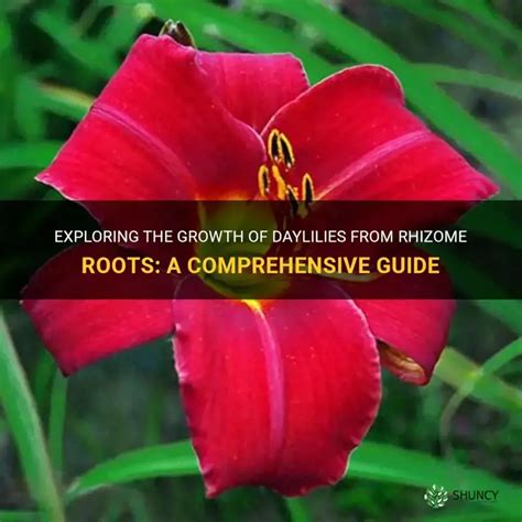 Exploring The Growth Of Daylilies From Rhizome Roots A Comprehensive Guide Shuncy