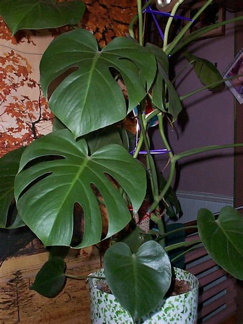 PlantFiles Pictures: Monstera Species, Windowleaf, Ceriman, Split-leaf ...