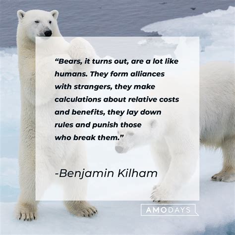 70 Bear Quotes: A Tribute to These Majestic Creatures