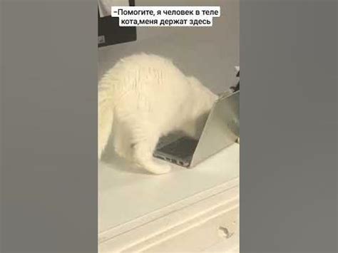 Кот печатает на клавиатуре. Как думаете что он скрывает? #котики #кошки ...