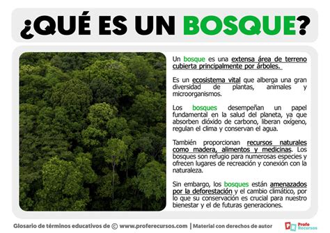 Qu Es Un Bosque Definici N De Bosque