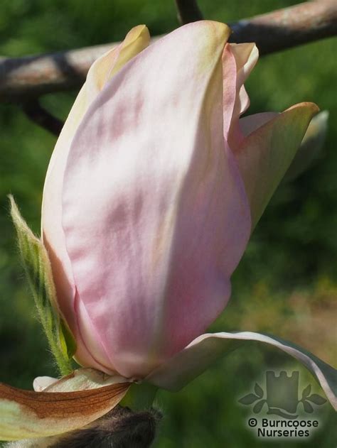 Magnolia From Burncoose Nurseries Page 7