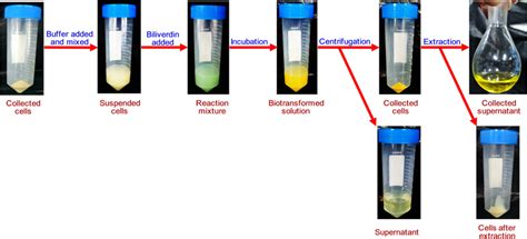 Schematic diagram of the biotransformation process of biliverdin to ...