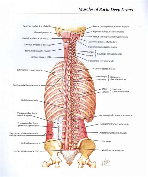 Anatomy Of Core Muscles - Anatomical Charts & Posters