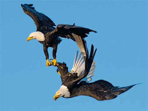 Bald Eagles | National Geographic