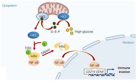 Frontiers Glycolytic Enzyme Hk2 Promotes Pd L1 Expression And Breast Cancer Cell Immune Evasion