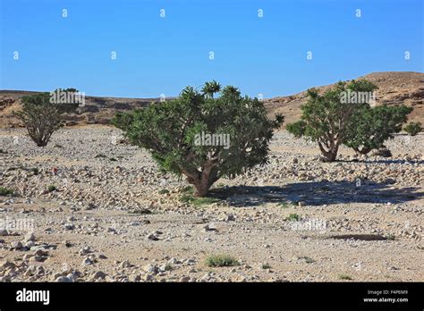 Wadi Dawqah, incense tree cultures, UNESCO world cultural heritage ...