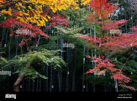 Japanese Maple Acer Palmatum Trees In Fall Colors Tenryu Ji Temple