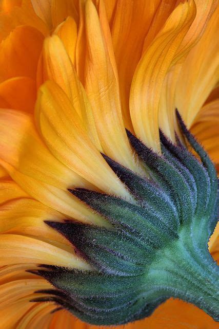 Макросъемка Подсолнуха | Sunflower pictures, Sunflower art, Sunflower