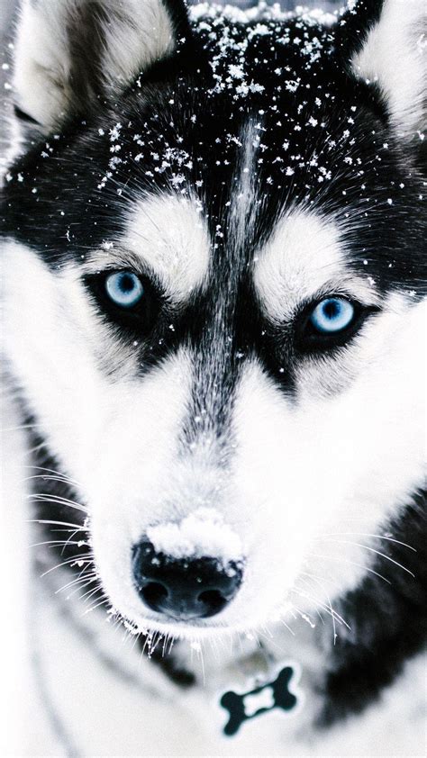 Husky Dog Wallpapers Top Free Husky Dog Backgrounds Wallpaperaccess