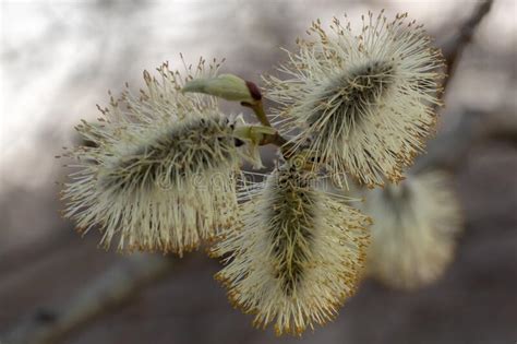 Silvery Pussy Willow Close Up Stock Image Image Of Growth Awake