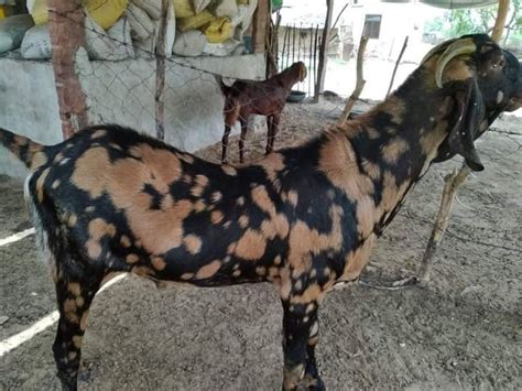 5 Se 3 Year Brown Pregnant Sirohi Female Goat Milk Weight 20 To 60