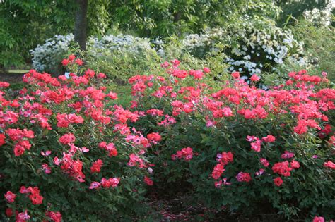 Knockout roses bring a punch to landscapes | Mississippi State ...