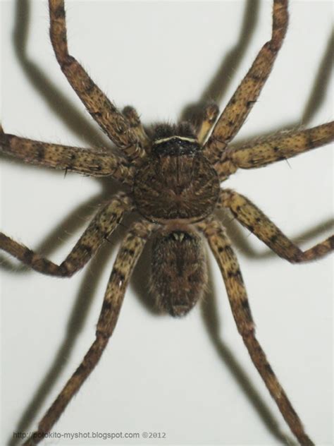 Brown Huntsman Spider (Heteropoda venatoria), Sumatra Indonesia