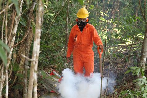 Ofrece CONAFOR Manual Para Manejo De Plagas En Plantaciones Forestales