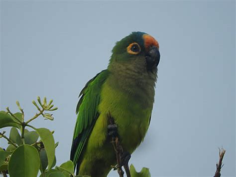 Foto Periquito Rei Eupsittula Aurea Por Tito Garcez Wiki Aves A