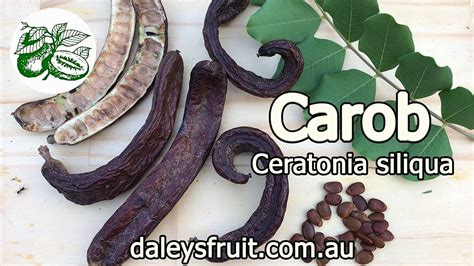 Carob Ceratonia Siliqua Self Fertile Variety Clifford Youtube