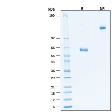 Recombinant Human CD40 TNFRSF5 Fc Alexa Fluor 647 Protein AFR1493 020