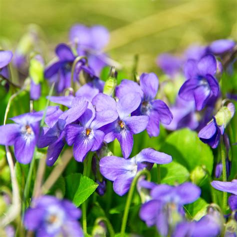 Buy Agrostemma Seeds | Elegant Garden Flowers & Cut Flowers