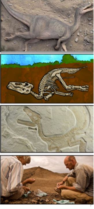 Facts Diprotodon