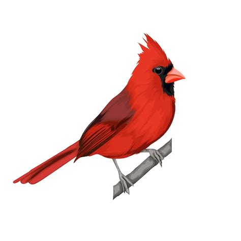 Premium Vector Cardinal Bird Vector Illustration