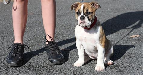 australian bulldog dog breed complete guide   animals