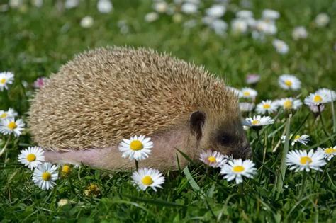 European Hedgehog - Facts, Diet, Habitat & Pictures on Animalia.bio