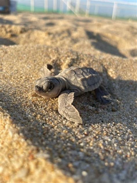 Pesca Incidental Y Redes Fantasma Principales Riesgos Para Tortugas