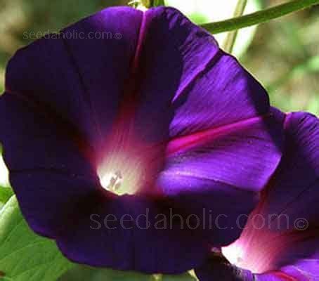 Ipomoea purpurea 'Kniolas Black' is one of the darkest of all Ipomoea varieties available. Black ...