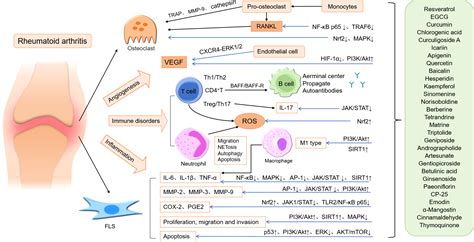 Frontiers Natural Medicines Of Targeted Rheumatoid Arthritis And Its