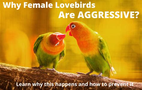 How To Determine The Sex Of A Lovebird TampaLovebirds Birds For Sale