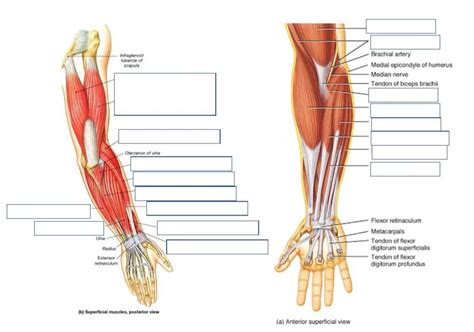 Arm Muscles Diagram Diagram | Quizlet