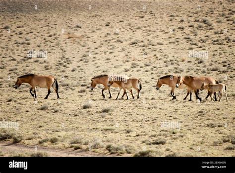 Altay China S Xinjiang Uygur Autonomous Region Rd June