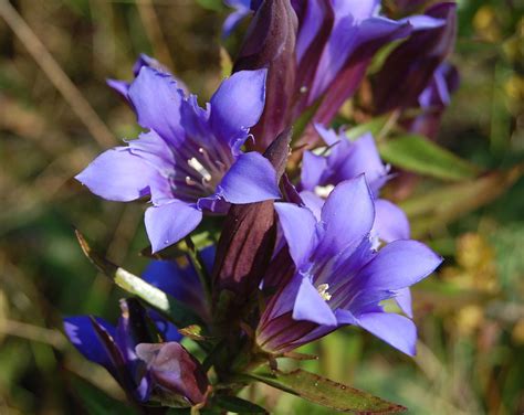 Downy Gentian Minnesota Dry Prairies Inaturalist