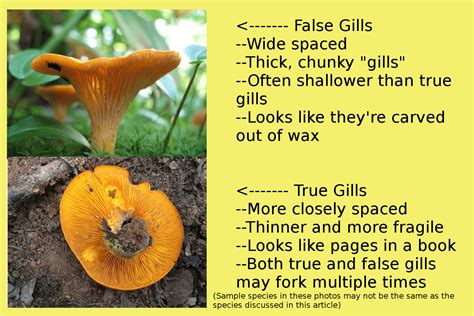 How To Identify Yellowfoot Mushrooms Rebecca Lexa Naturalist