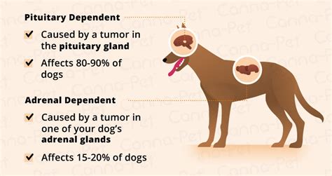 Stages Of Cushing's Disease In Dogs