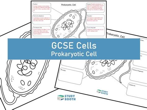 Bacteria Cell Worksheet Colour And Label Teaching Resources