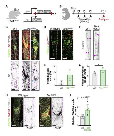 JCellBiol On Twitter Mechanosensitive MTORC1 Signaling Maintains