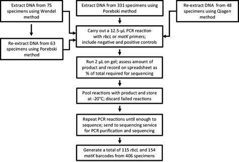 Molecular Biology Workflow Used For Processing Specimens Dna