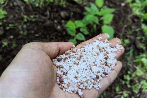 Ultimate Guide To Choosing The Best Organic Potassium Fertilizer For