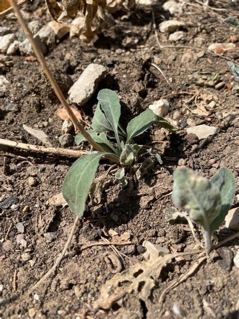 Physaria Purpurea A Gray O Kane Al Shehbaz Rose Bladderpod World