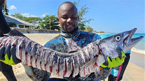 Nobody Eats This Poisonous Fish Catch Clean Cook Barracuda Youtube